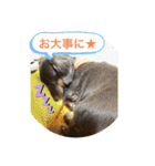 ダックスベルの日常スタンプ1（個別スタンプ：23）