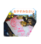 ダックスベルの日常スタンプ1（個別スタンプ：24）