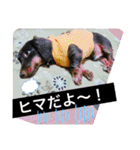 ダックスベルの日常スタンプ1（個別スタンプ：30）
