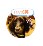 ダックスベルの日常スタンプ1（個別スタンプ：31）