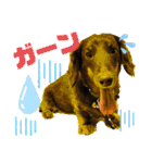 ダックスベルの日常スタンプ1（個別スタンプ：36）