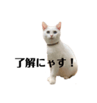 ネコリパブリック広島 vol.1（個別スタンプ：3）