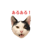 ネコリパブリック広島 vol.1（個別スタンプ：15）