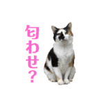 ネコリパブリック広島 vol.1（個別スタンプ：23）