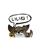 ちわわのちーさん（個別スタンプ：3）
