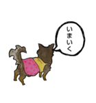 ちわわのちーさん（個別スタンプ：7）