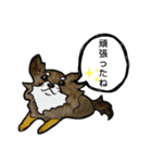 ちわわのちーさん（個別スタンプ：13）