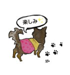 ちわわのちーさん（個別スタンプ：17）
