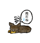 ちわわのちーさん（個別スタンプ：24）