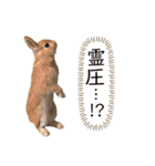うにたそ（個別スタンプ：12）