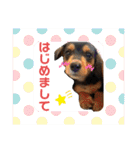 わたしししまる（個別スタンプ：1）