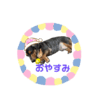 わたしししまる（個別スタンプ：3）