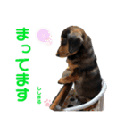 わたしししまる（個別スタンプ：11）