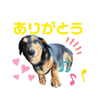 わたしししまる（個別スタンプ：20）
