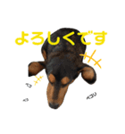 わたしししまる（個別スタンプ：23）