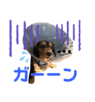 わたしししまる（個別スタンプ：24）