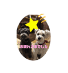 シュナ2（個別スタンプ：2）