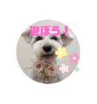 シュナ2（個別スタンプ：3）