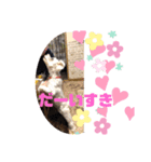 シュナ2（個別スタンプ：6）