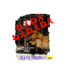 ぽこはポメなの（個別スタンプ：4）