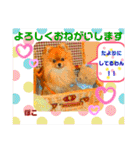 ぽこはポメなの（個別スタンプ：5）