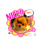 ぽこはポメなの（個別スタンプ：6）