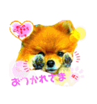 ぽこはポメなの（個別スタンプ：9）