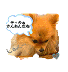 ぽこはポメなの（個別スタンプ：12）