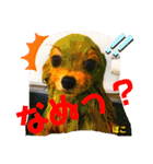 ぽこはポメなの（個別スタンプ：13）