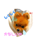 ぽこはポメなの（個別スタンプ：24）