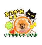 ぽこはポメなの（個別スタンプ：26）