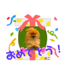 ぽこはポメなの（個別スタンプ：32）