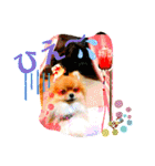 ぽこはポメなの（個別スタンプ：33）