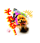 ぽこはポメなの（個別スタンプ：35）