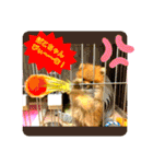 ぽこはポメなの（個別スタンプ：36）