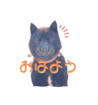 甲斐犬 琥珀くん！！（個別スタンプ：1）