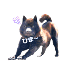 甲斐犬 琥珀くん！！（個別スタンプ：2）