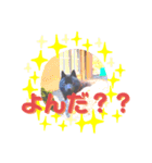 甲斐犬 琥珀くん！！（個別スタンプ：6）