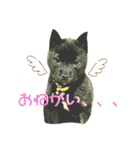 甲斐犬 琥珀くん！！（個別スタンプ：8）