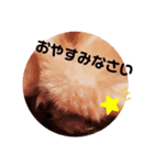 ポメラニアンですぅ❤️ちいさいクラブ（個別スタンプ：1）