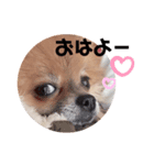 ポメラニアンですぅ❤️ちいさいクラブ（個別スタンプ：2）