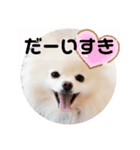 ポメラニアンですぅ❤️ちいさいクラブ（個別スタンプ：3）