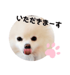 ポメラニアンですぅ❤️ちいさいクラブ（個別スタンプ：4）