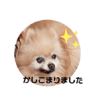 ポメラニアンですぅ❤️ちいさいクラブ（個別スタンプ：6）