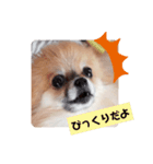 ポメラニアンですぅ❤️ちいさいクラブ（個別スタンプ：7）
