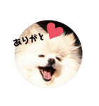 ポメラニアンですぅ❤️ちいさいクラブ（個別スタンプ：8）
