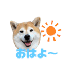 柴犬羽蘭のハッピイエブリデイ（個別スタンプ：1）