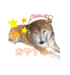 柴犬羽蘭のハッピイエブリデイ（個別スタンプ：2）