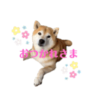 柴犬羽蘭のハッピイエブリデイ（個別スタンプ：3）