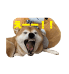 柴犬羽蘭のハッピイエブリデイ（個別スタンプ：4）